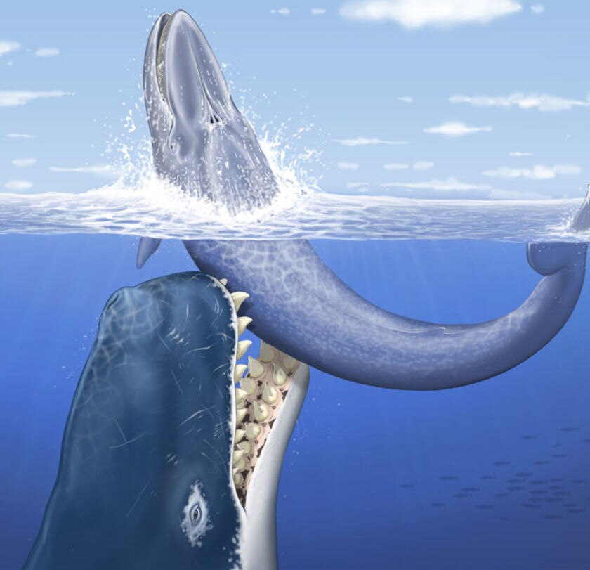 Whale Dick